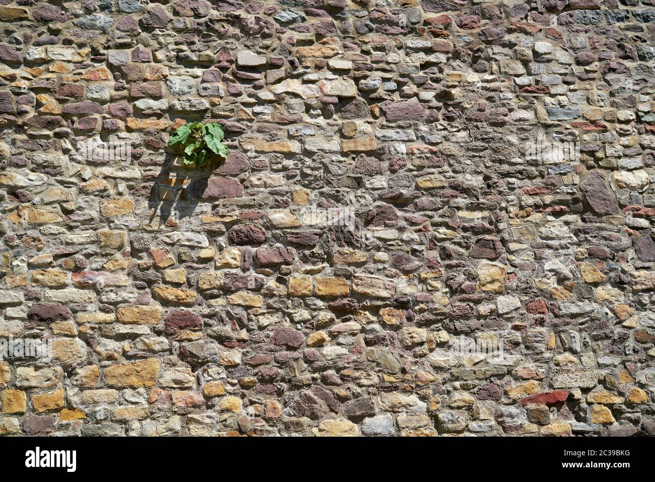 Lotta di sopravvivenza di una pianta di zucca presso le storiche mura della città di Magdeburgo in Germania Foto Stock