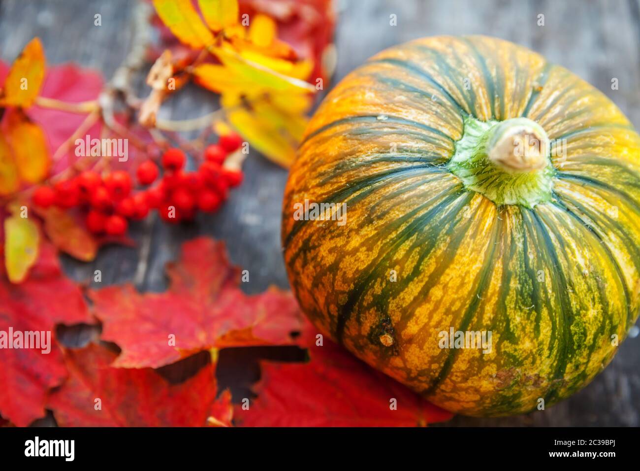 Autunno naturale vista caduta zucca e foglie di acero su sfondo di legno. Sfondo ispirato a ottobre o settembre. Cambiamento di stagione, concetto di cibo biologico maturo. Festa di Halloween giorno del Ringraziamento Foto Stock