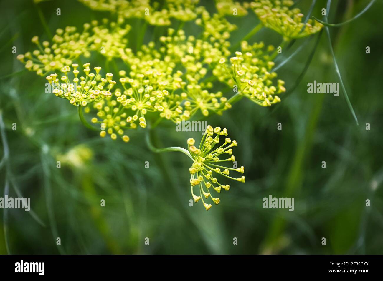 Macro vista di fiori di erbacce aneto che crescono su cumels. Foto Stock