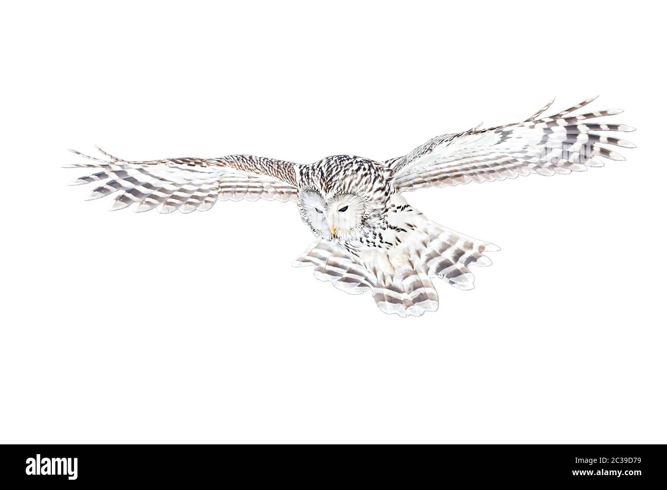 Gufo di Ural, uralensis di Strix, volante con le ali sparse largo e guardando giù isolato su sfondo bianco. Uccello selvatico con piume bianche a caccia in Europa Foto Stock