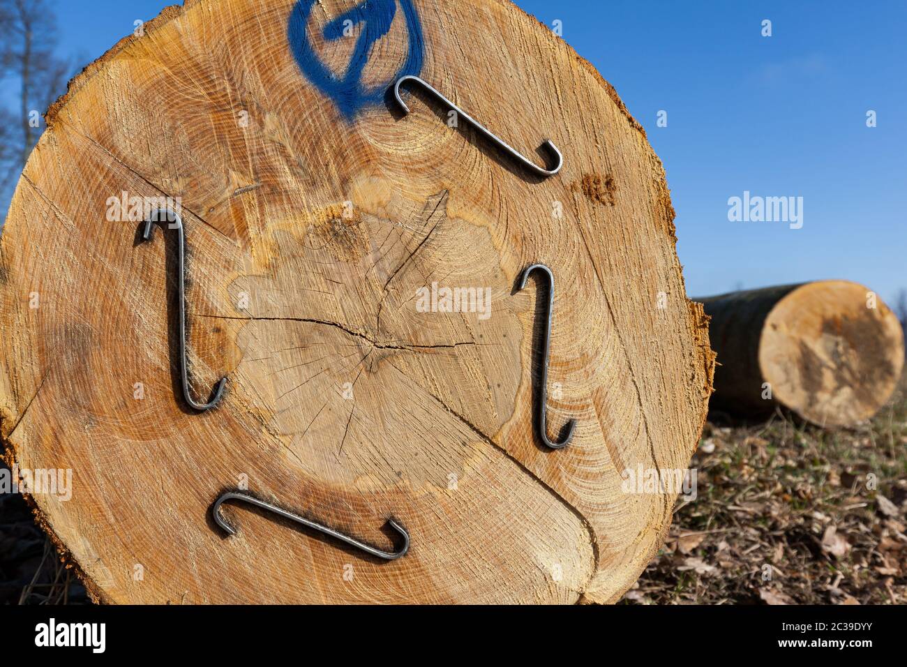 tronchi di legno di faggio grezzo di legno Foto Stock