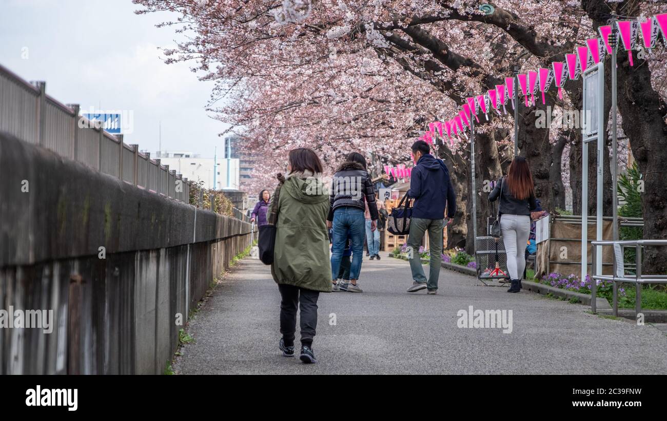 Persone al Sumida Park godendo di ciliegi fioriti, Tokyo, Giappone Foto Stock