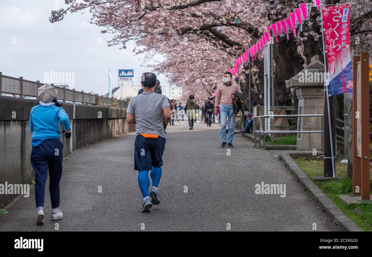 Persone al Sumida Park godendo di ciliegi fioriti, Tokyo, Giappone Foto Stock