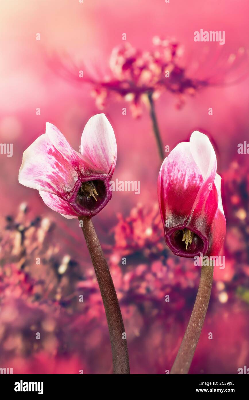 Macro Focus Stacking shot di ciclamino Foto Stock