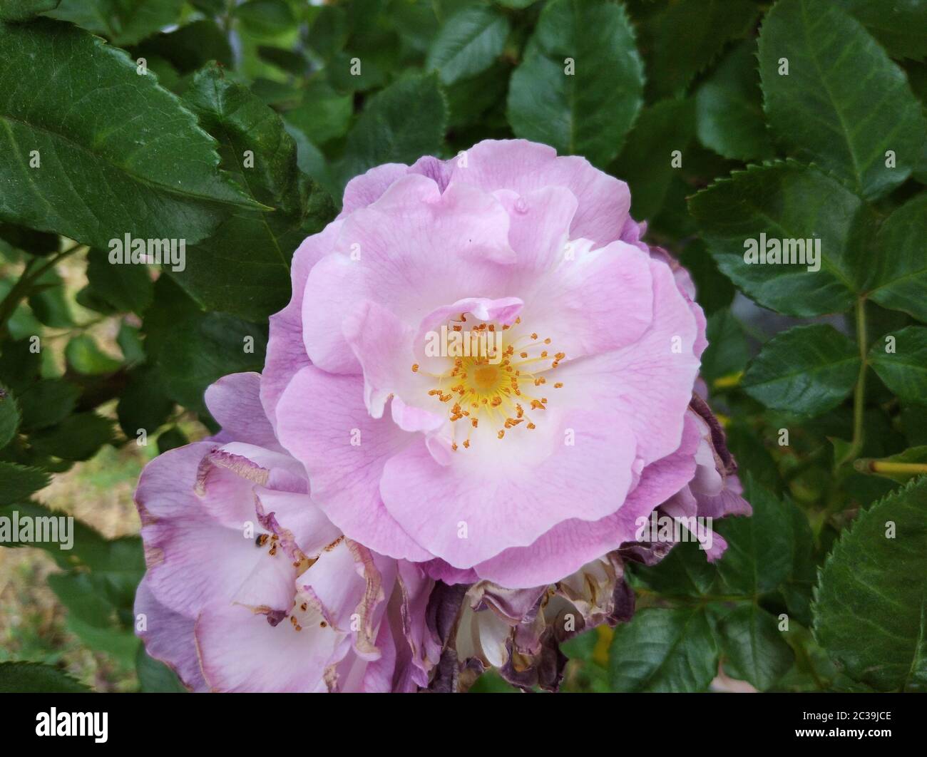 Delicato gemma di rose di blu in fiore per la tua varietà Foto Stock