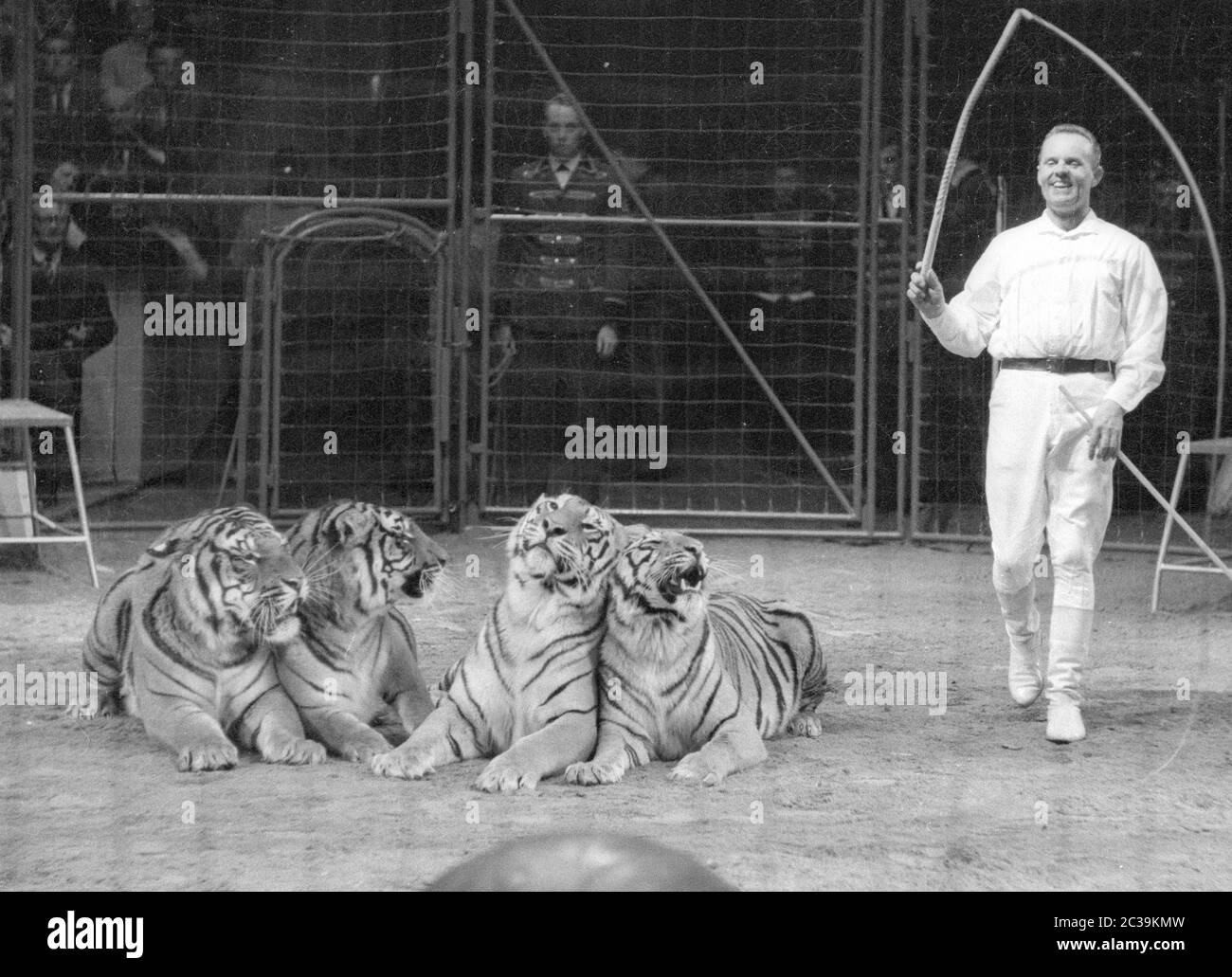 Un tamer animale e quattro tigri durante uno spettacolo al Circus Krone di Monaco. Foto Stock