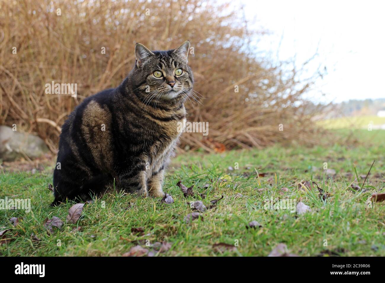 Un gatto grasso marrone-nero grazioso che siede su un prato Foto Stock