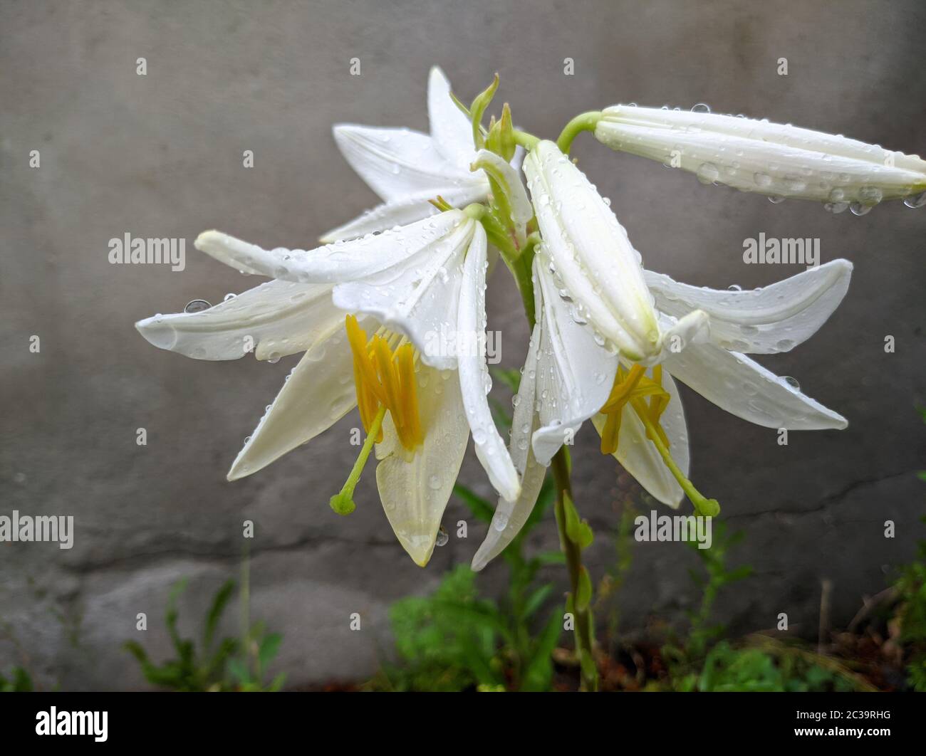 fiori di giglio bianco in infiorescenza su un ramo in gocce d'acqua Foto Stock