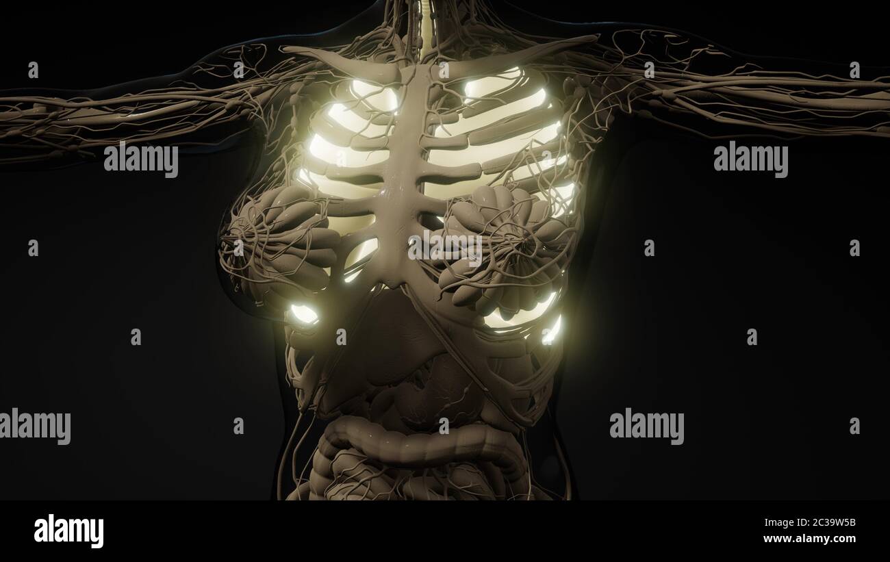 Polmoni umani esame radiologico Foto Stock