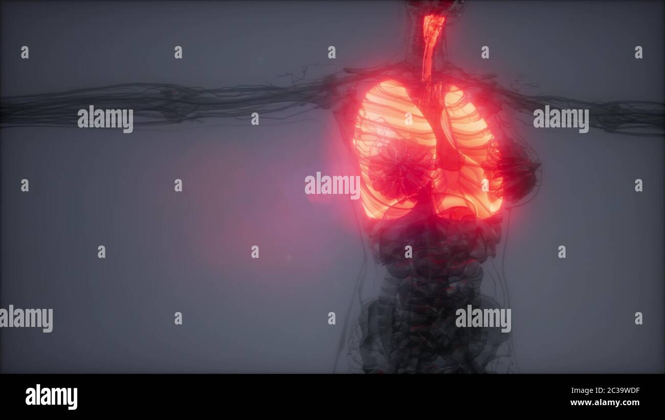 Polmoni umani esame radiologico Foto Stock