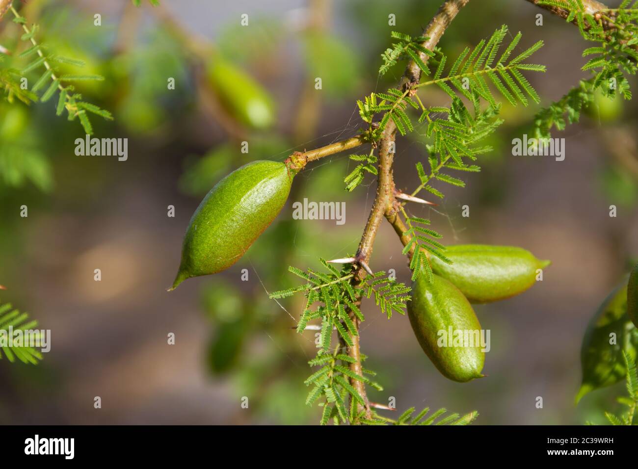 Frutta verde di acacia in estate Foto Stock