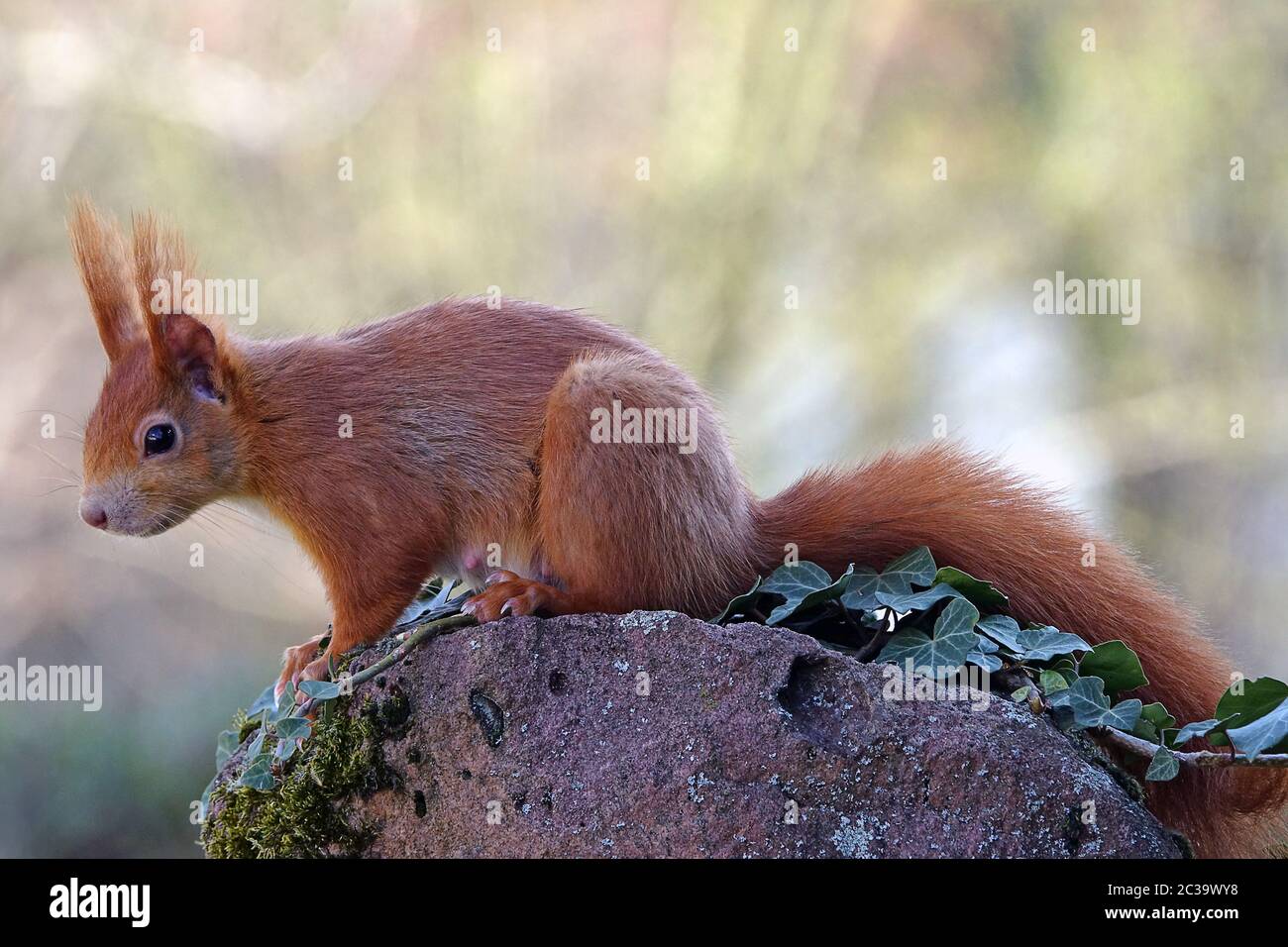 Scoiattolo femminile Sciurus vulgaris Foto Stock