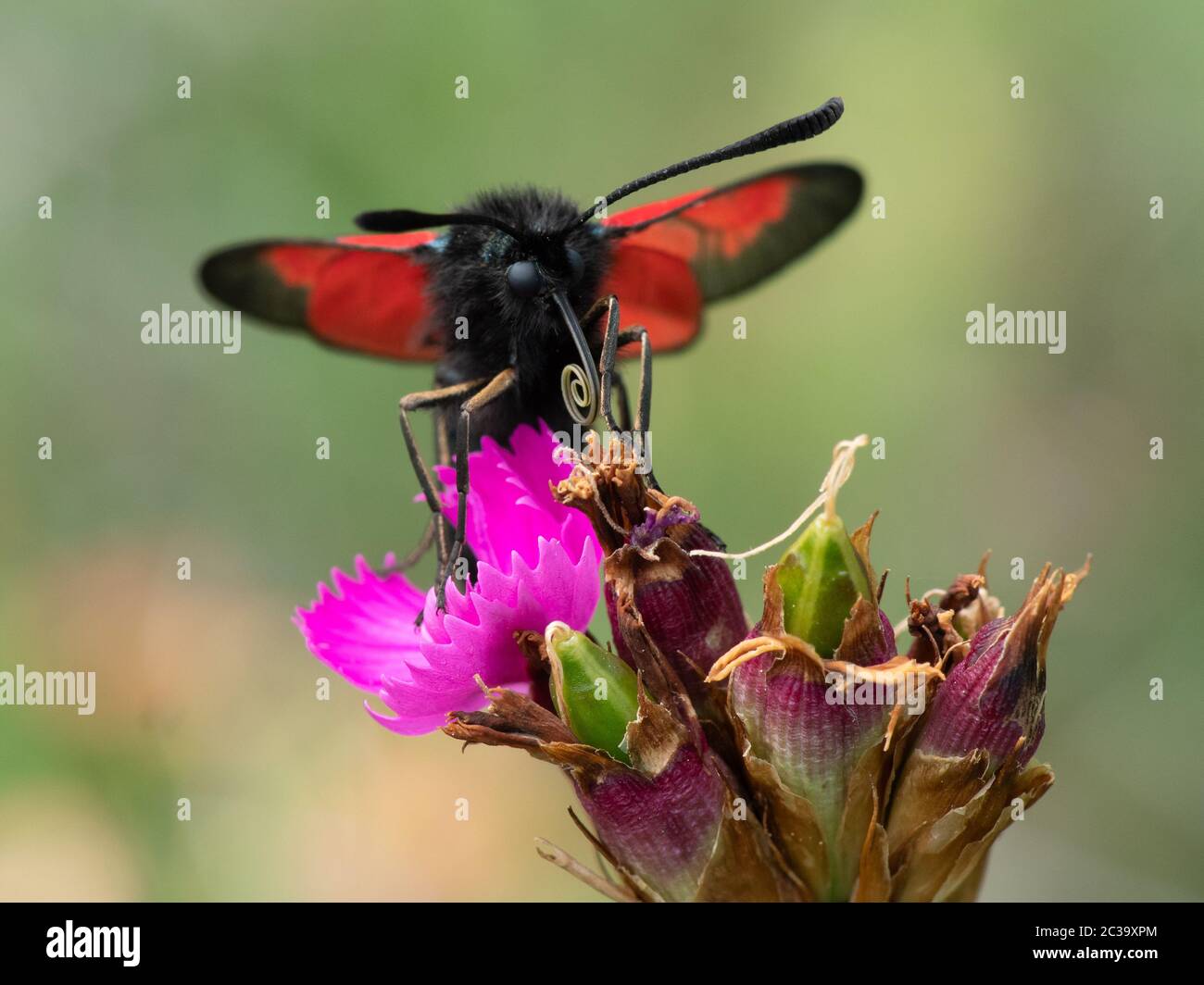 Primo piano di una farfalla che impollinava sul fiore Foto Stock