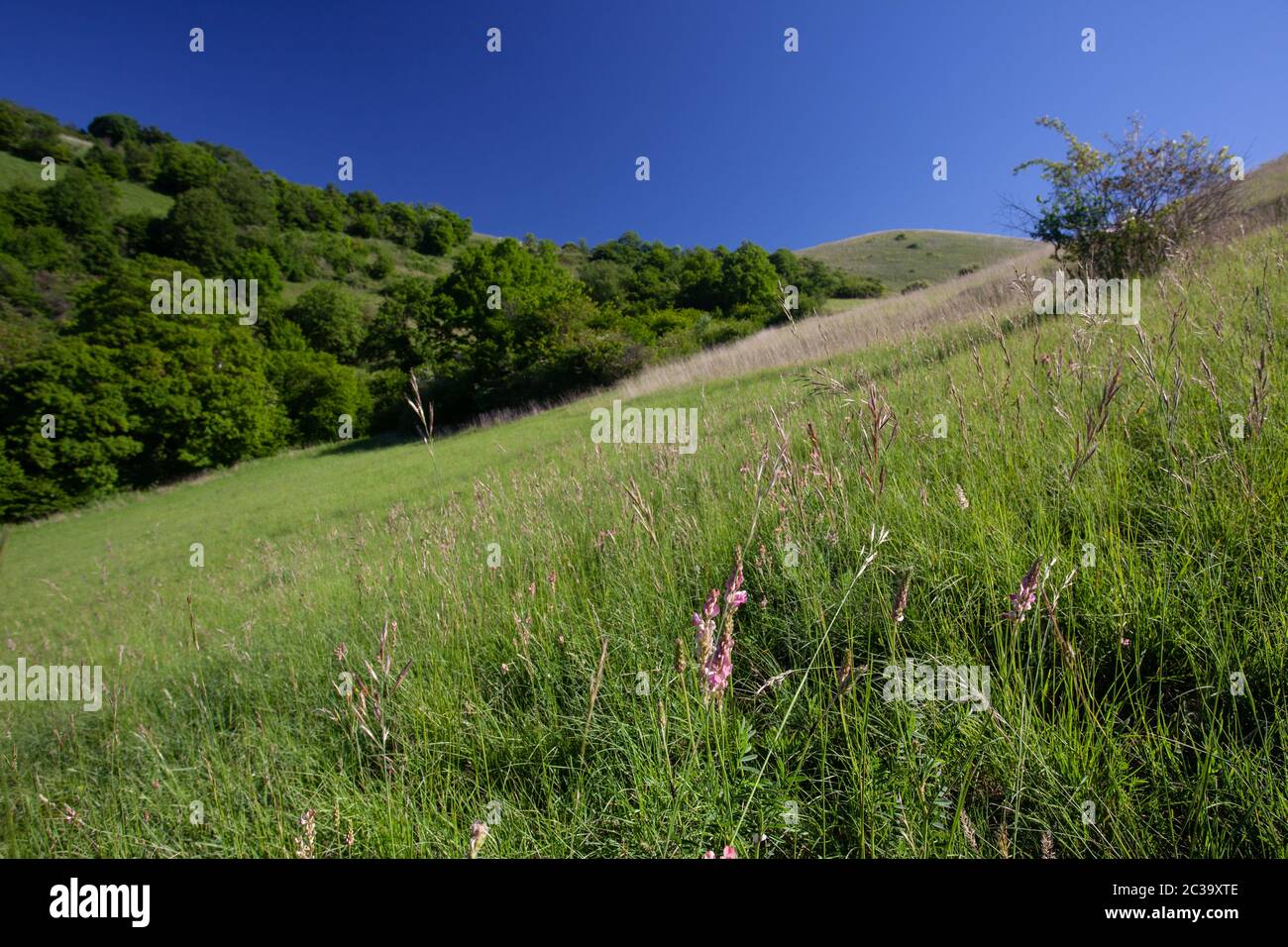 Vista panoramica sulla regione di Kaiserstuhl Foto Stock