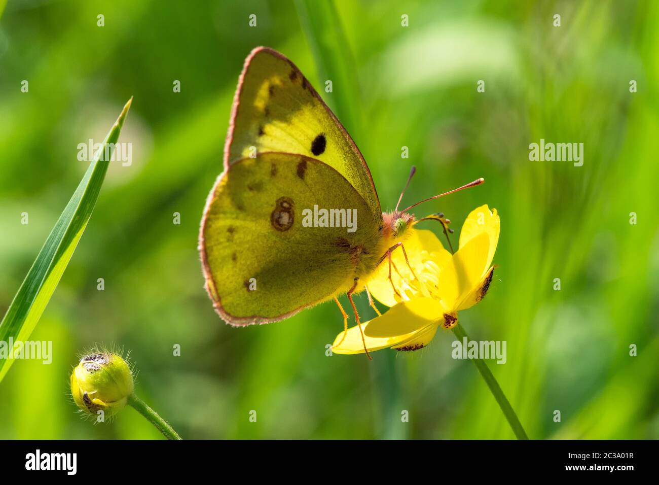 Primo piano di una farfalla gialla che impollinava sul fiore Foto Stock