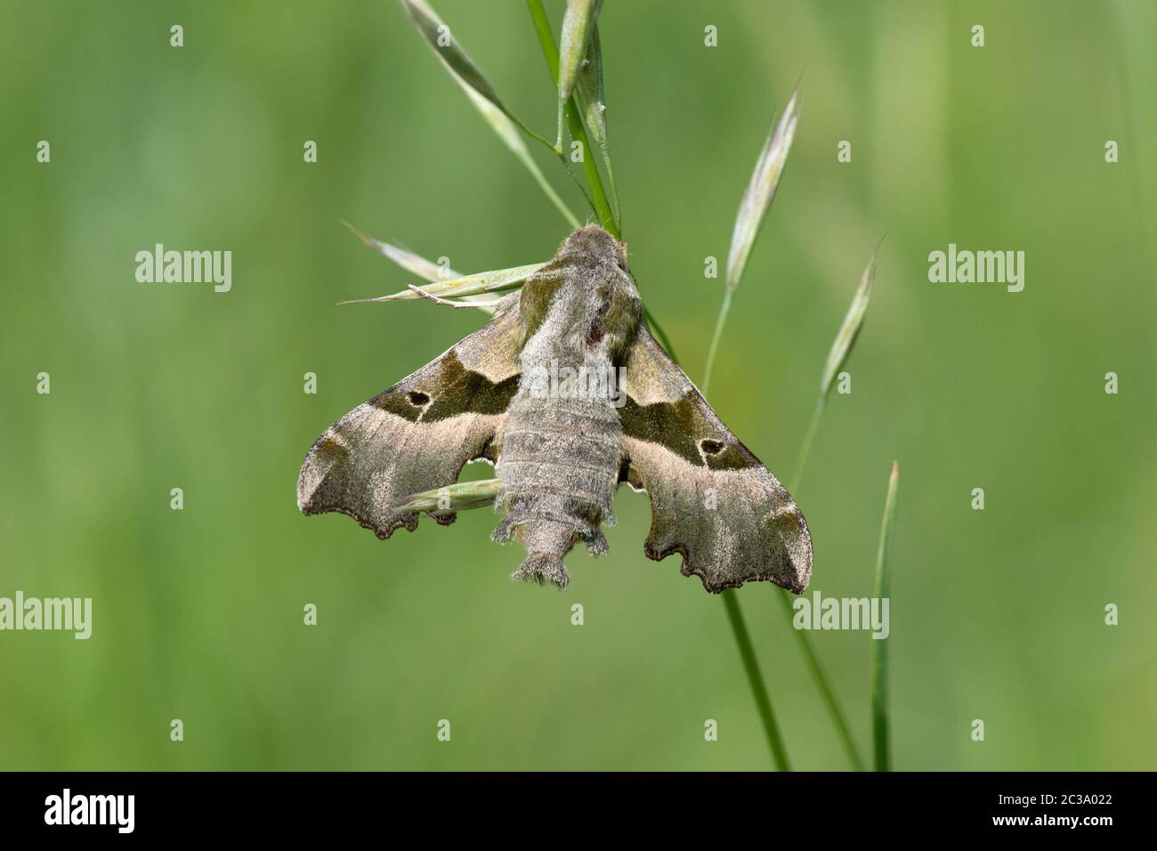 Primo piano di una farfalla che perching su erba Foto Stock