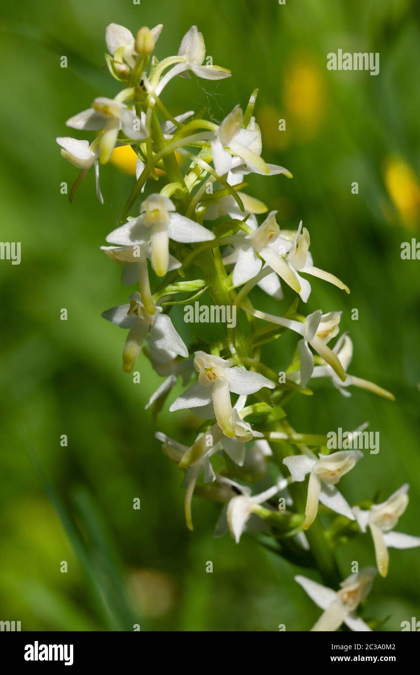 Primo piano di un'orchidea europea Foto Stock