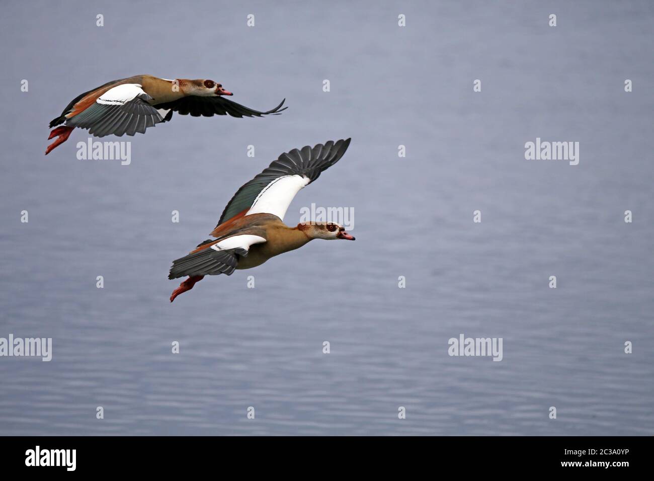 Volare le oche del Nilo Alopochen aegyptiaca nella riserva naturale Kohlplattenschlagschlag Foto Stock