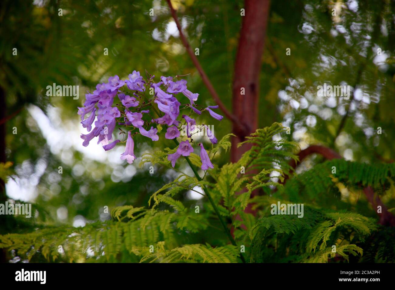 Palisanderholzbaum (Jacaranda mimosifolia), Kyrenia/Girne, Türkische Republik Nordzypern Foto Stock