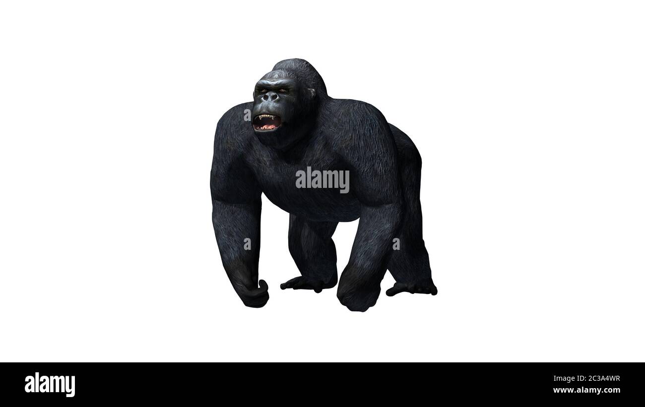 Gorilla Foto Stock