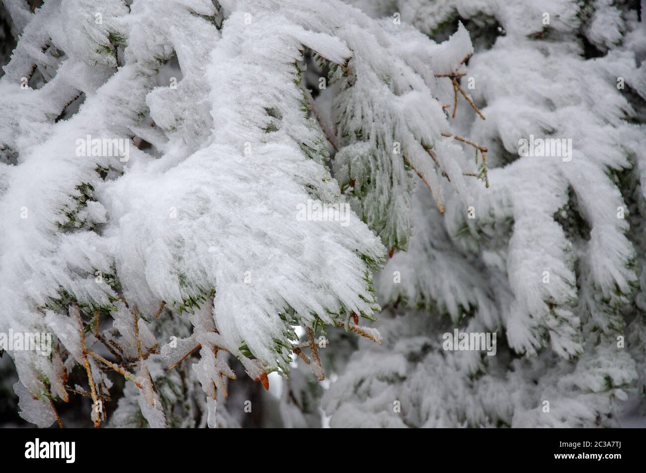conifere ghiacciate nella foresta Foto Stock