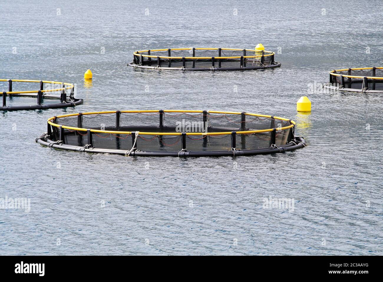 Round net per aqua agricoltura industria del pesce Foto Stock