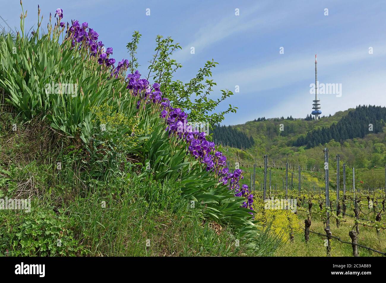 Blue Iris germanica fiorisce vicino Oberbergen nel Kaiserstuhl di fronte al cranio e la torre delle telecomunicazioni Foto Stock