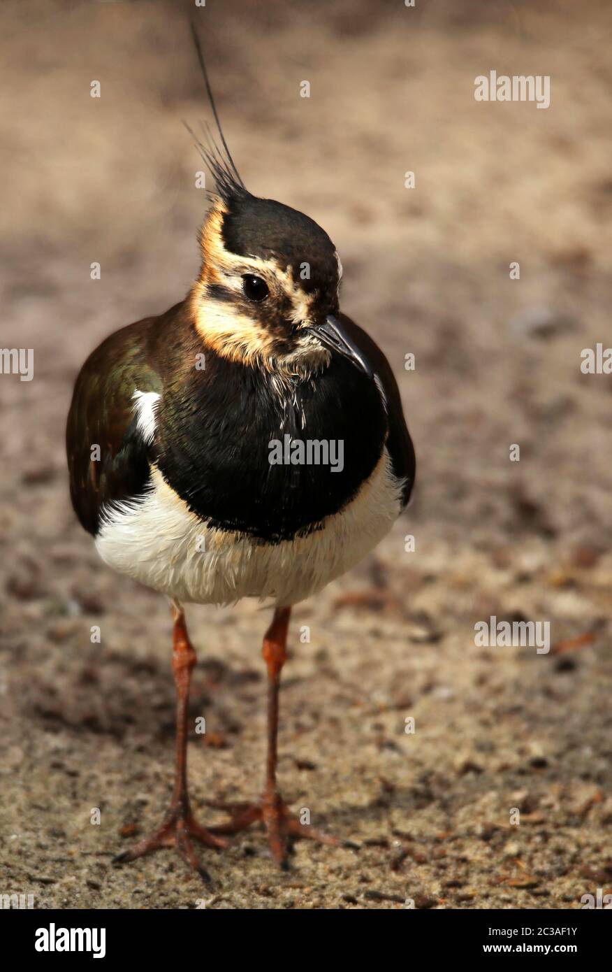 Kiebitz Vanellus vanellus Foto Stock