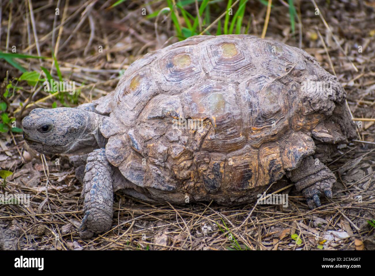 Un Texas Tartaruga Nel Parco Statale Estero Llano Grande, Texas Foto Stock