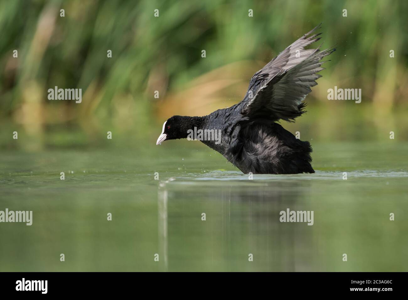 Acquasino eurasiatico su un'acqua in habitat. Il suo nome latino è Fulica atra. Foto Stock