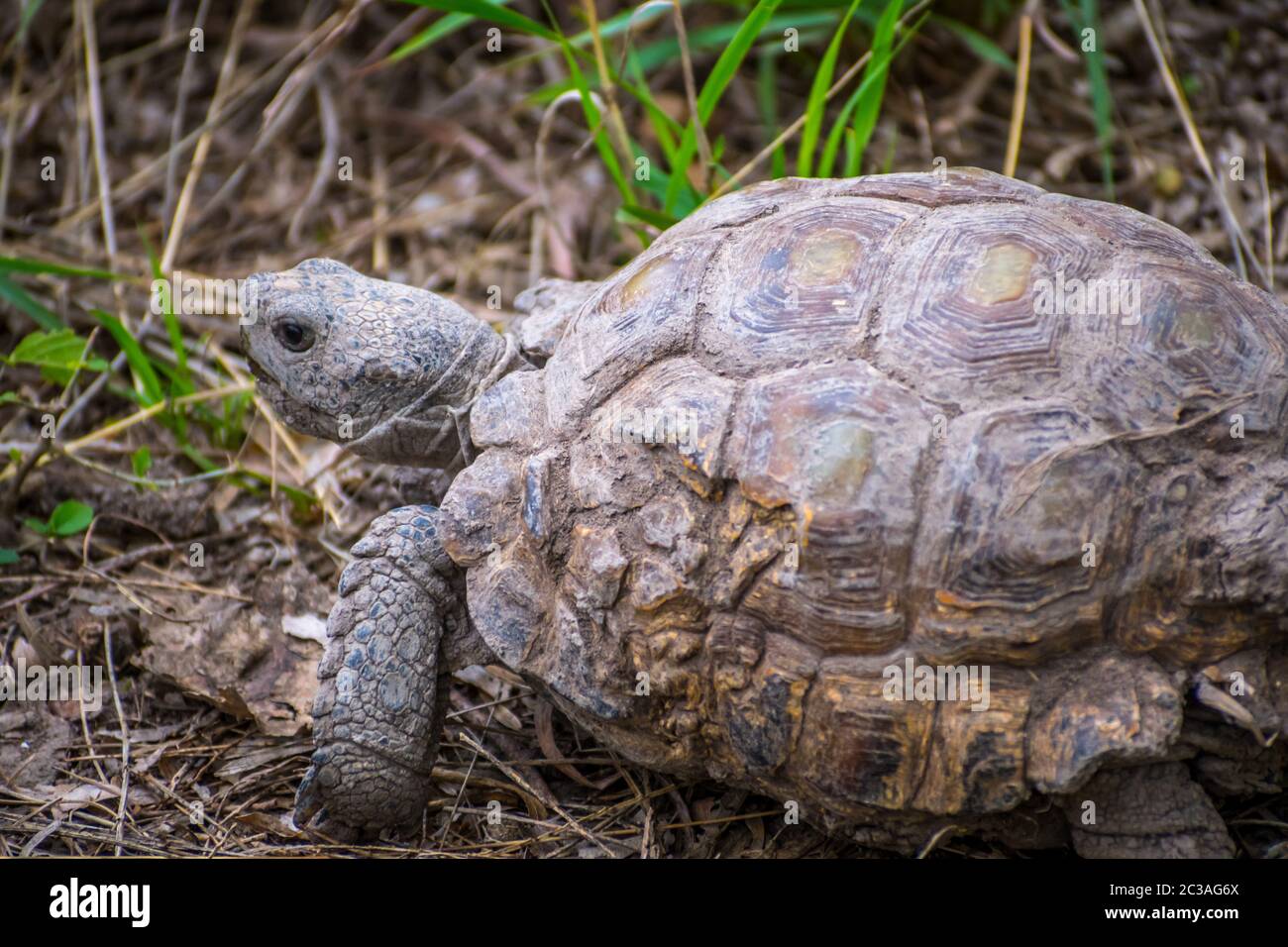 Un Texas Tartaruga Nel Parco Statale Estero Llano Grande, Texas Foto Stock