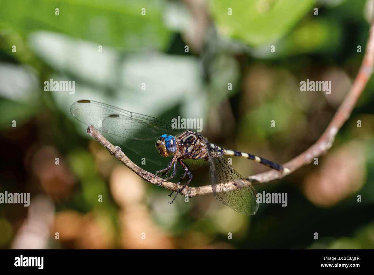 Close-up di libellula nella foresta pluviale. Parco Nazionale Masoala, Africa Madagascar la fauna selvatica e la natura selvaggia Foto Stock