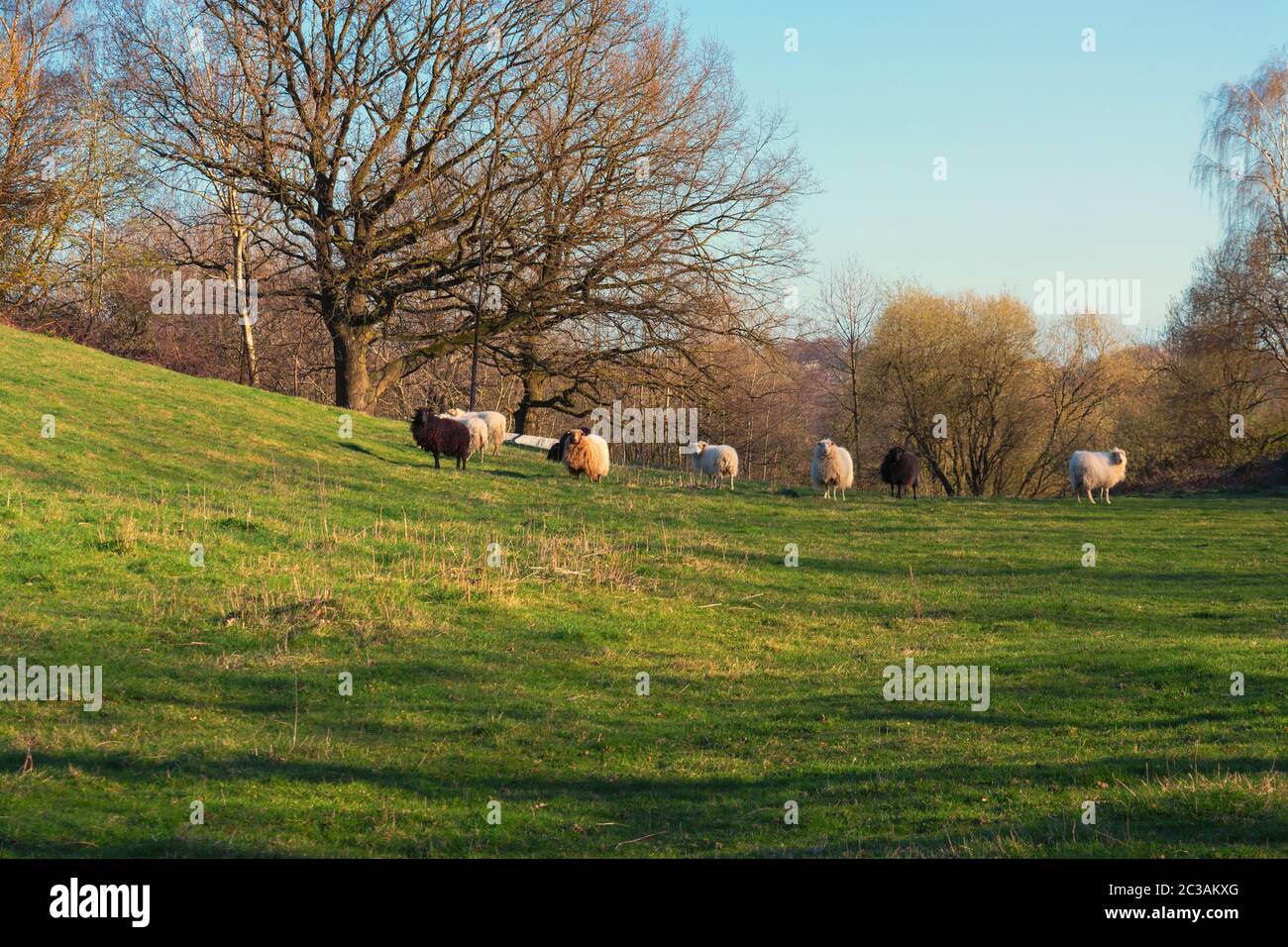 Su un pascolo verde pecore e agnelli stanno pascolando. Bestiame e agricoltura in Australia. Foto Stock