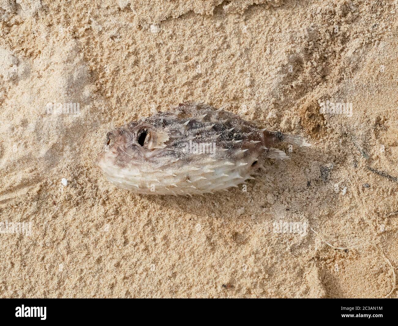 pesce gatto morto; pesce soffiato; pesce soffiato sulla spiaggia di sabbia piano terra Foto Stock
