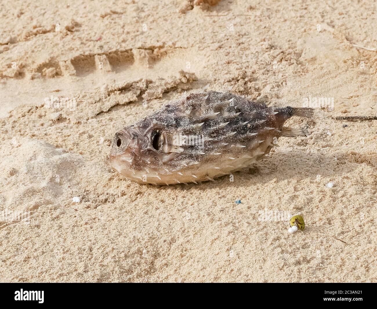 pesce gatto morto; pesce soffiato; pesce soffiato sulla spiaggia di sabbia piano terra Foto Stock