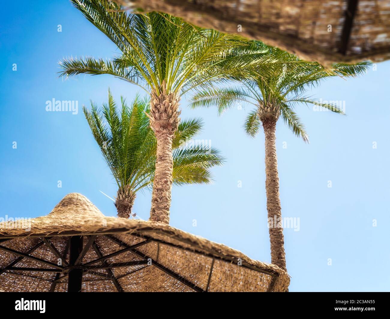 Sfondo tropicale senza persone con palme e ombrelloni in legno a Sharm El Sheikh Foto Stock