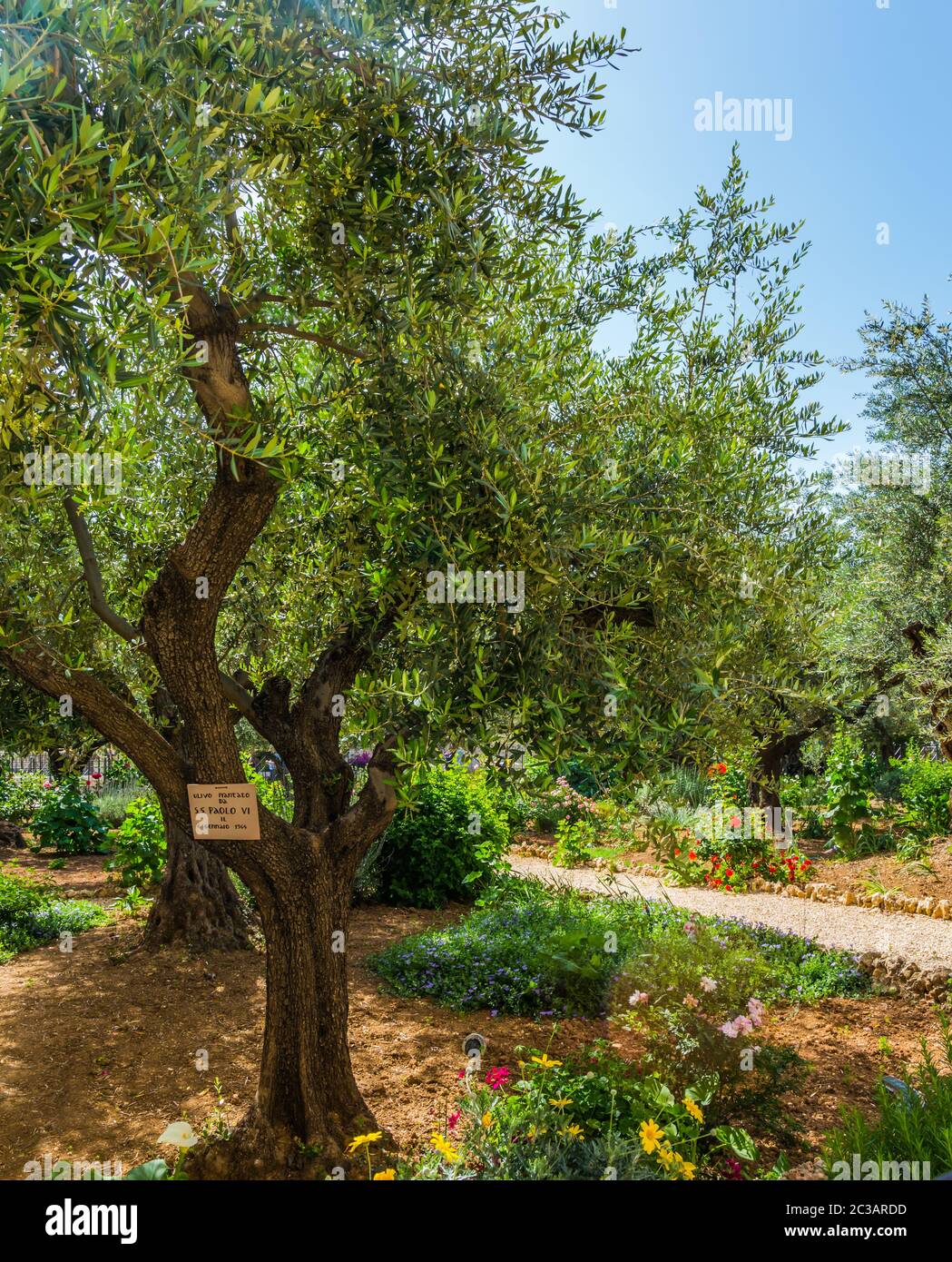 Giardino del Getsemani sul Monte degli Ulivi Foto Stock