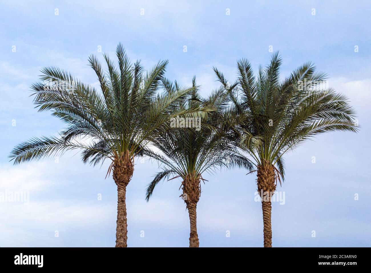 Tre verdi palme contro un cielo blu Foto Stock