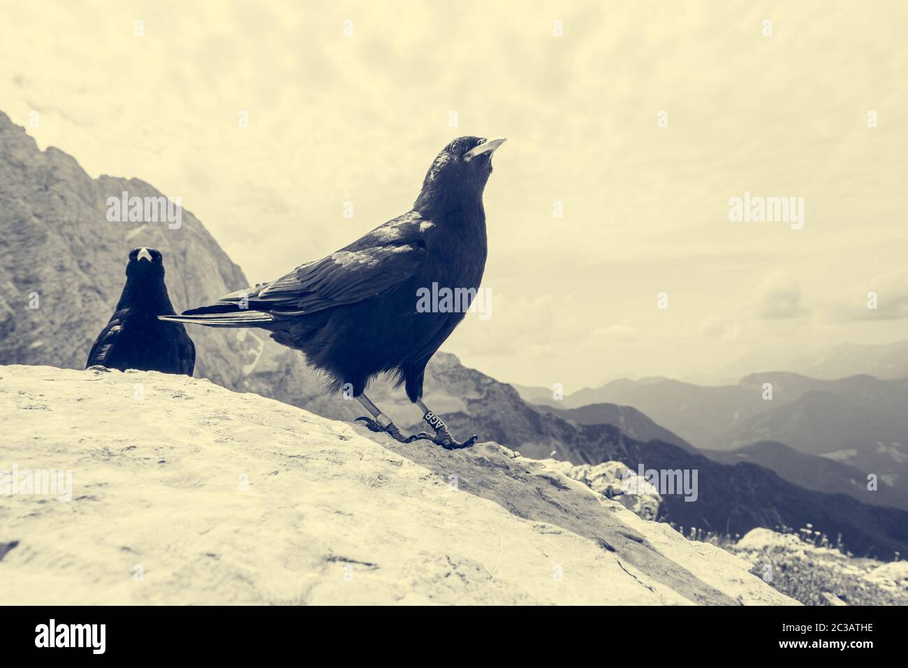 Il graculus di Pirrhocorax di tosse alpina, tosse gialla macinata. Foto Stock