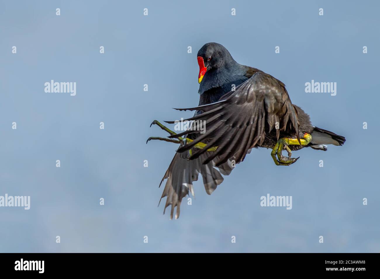 Moorhen in un po 'di un giro che arriva in terra Foto Stock