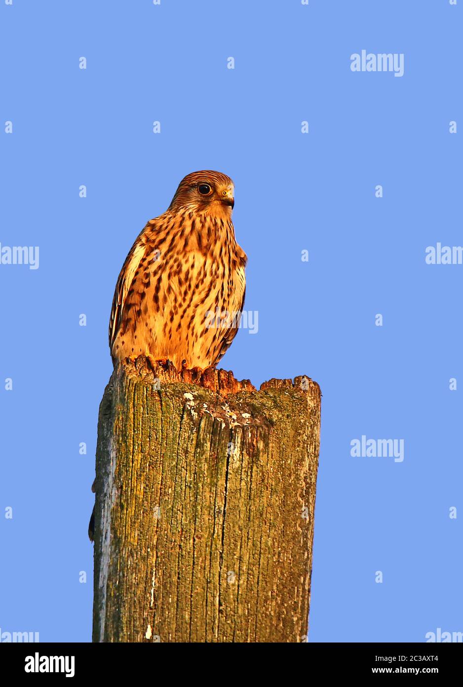 Kestrel Falco tinnunculus alla luce della sera Foto Stock