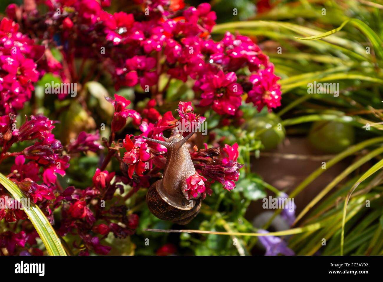 Brighton UK 19 giugno 2020 - UNA lumaca comune giardino ama mangiare la sua strada attraverso i fiori in un giardino di Brighton in una giornata di sole luminoso : Credit Simon Dack / Alamy Live News Foto Stock