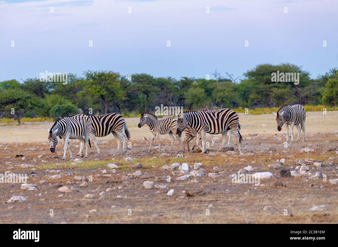 mandria di zebra in boccola africana, a piedi a watehole. Riserva di Etosha, Namibia, Africa safari fauna selvatica. Animale selvatico nell'habitat naturale Foto Stock