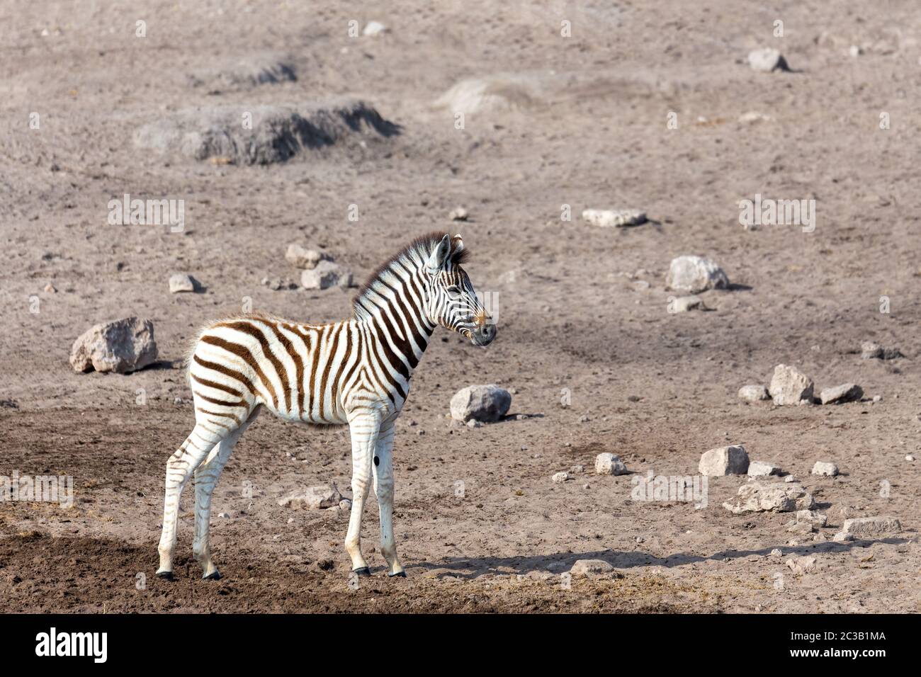 Carino baby foal di zebra in Etosha gioco riserva, Namibia, Africa safari fauna selvatica. Animale selvatico nell'habitat naturale Foto Stock
