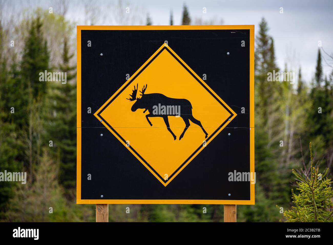 Avviso di cartello Moose Road Foto Stock