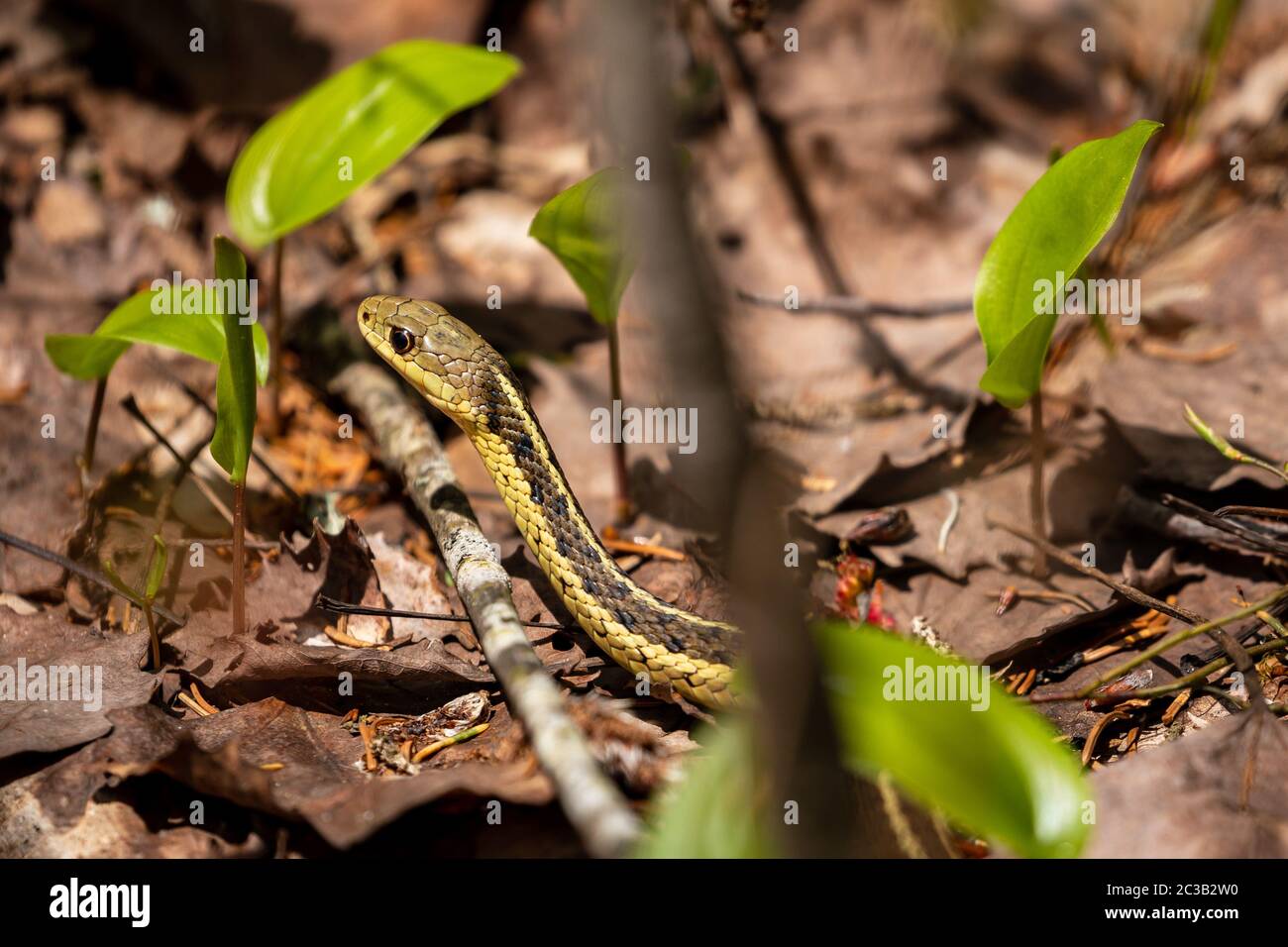 Serpente Garter comune in una foresta Foto Stock