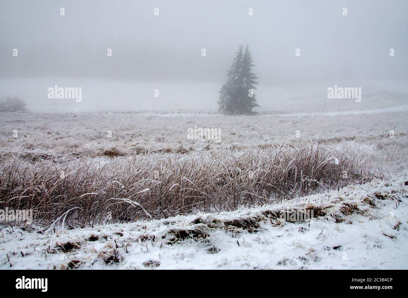 Paesaggio invernale nella nebbia fredda Foto Stock