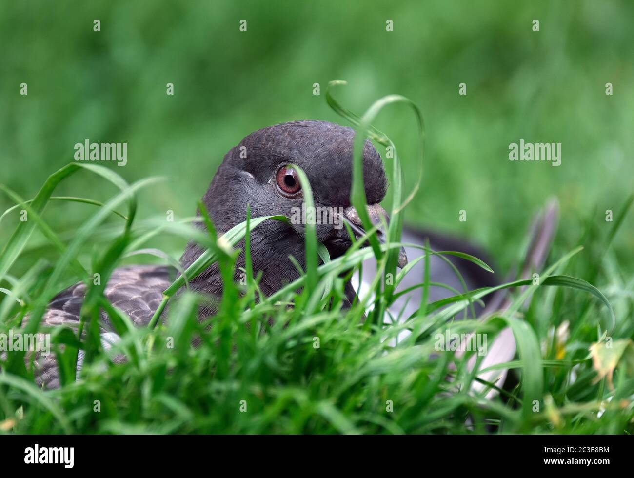 Piccioni ferai in un giardino di casa urbana in tempo caldo. REGNO UNITO. Foto Stock