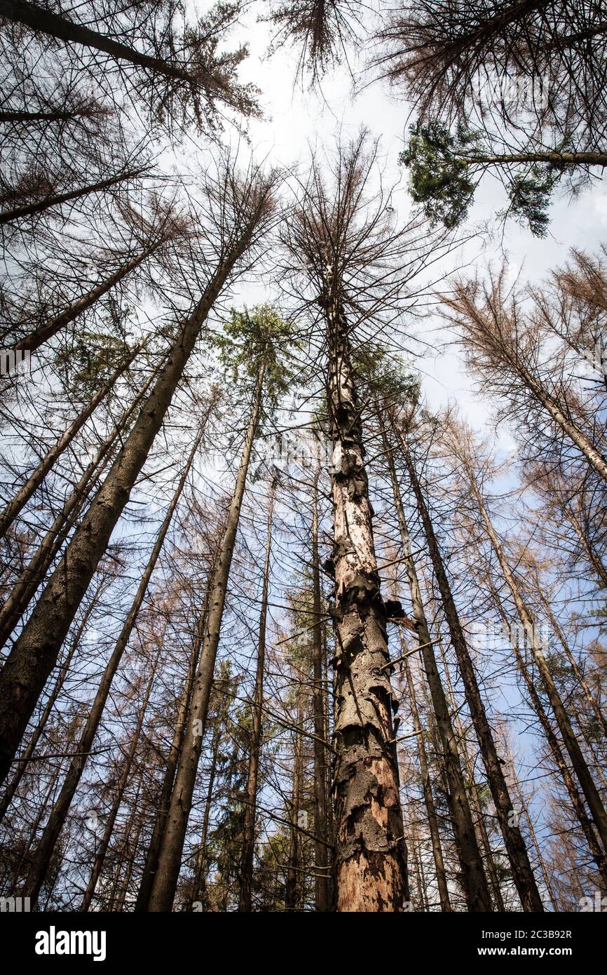 Spruces, morti a causa della siccità e la corteccia di scarabeo vicino a Remscheid nella regione Bergisches Land, Renania settentrionale-Vestfalia, Germania. Weggen Wassermangel un Foto Stock