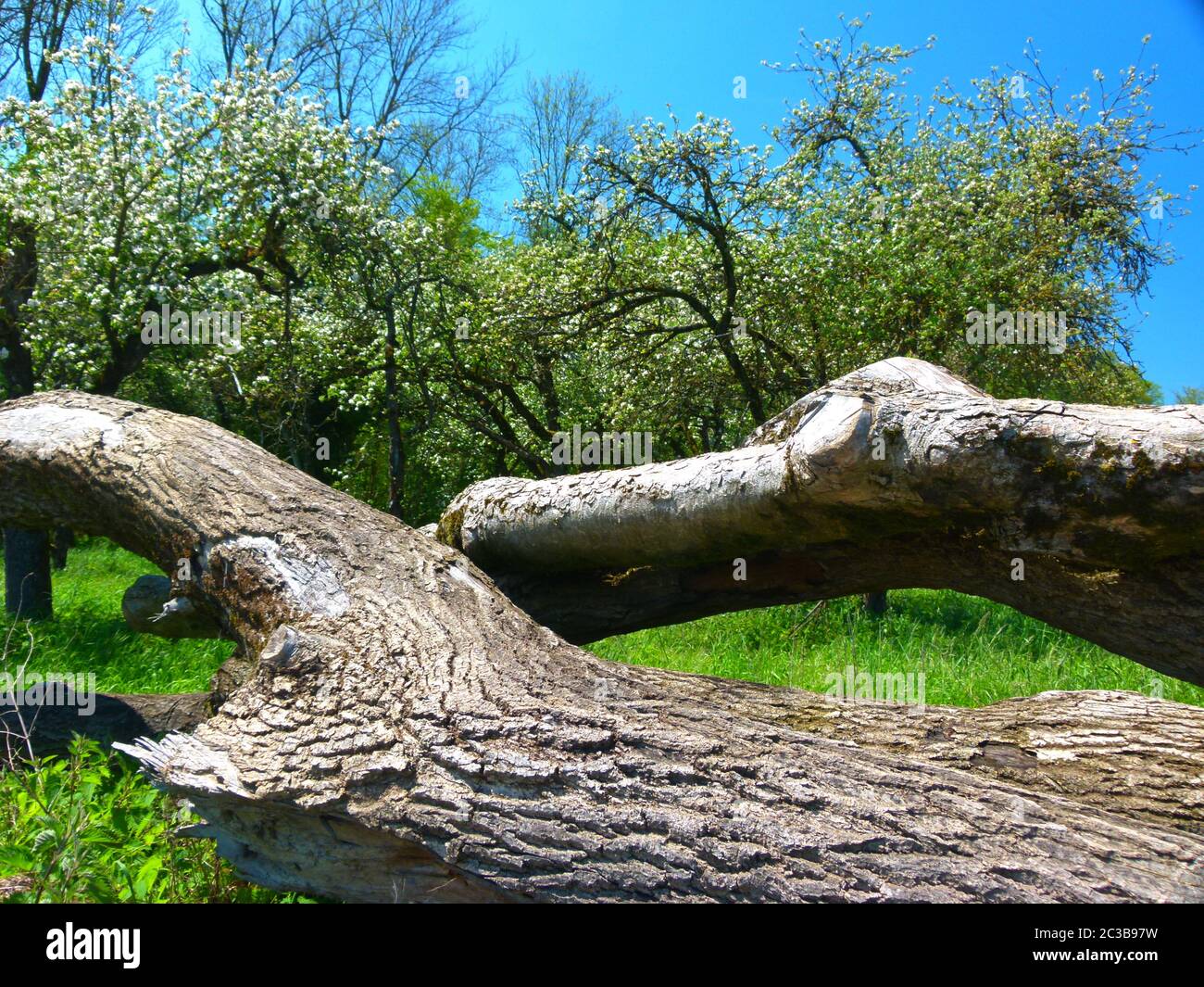Enormi tronchi di alberi di fronte al prato di alberi di frutta 2 Foto Stock